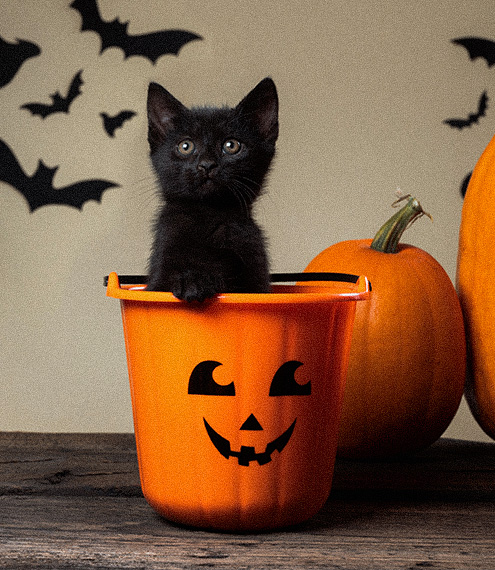 disfraces para gatos de halloween